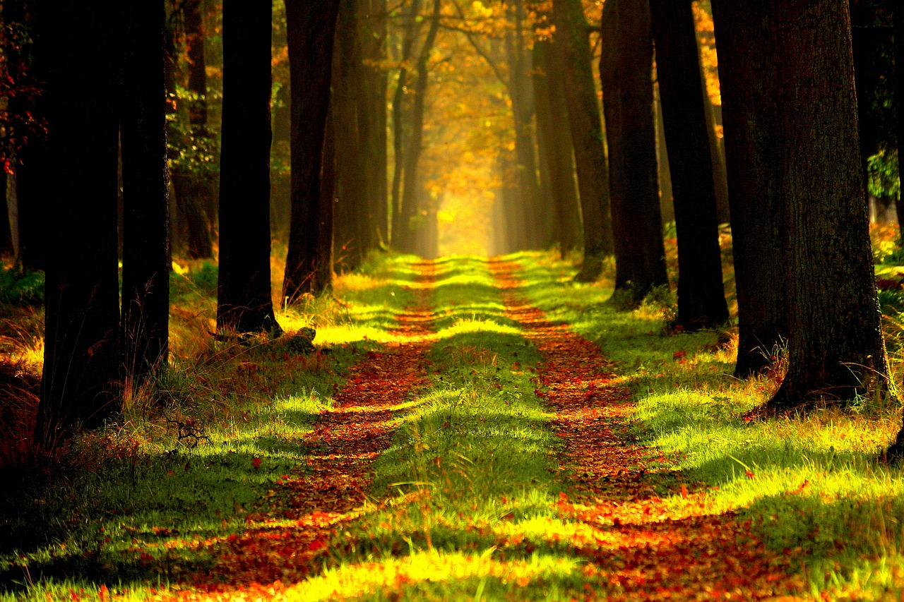 https://amiens.epudf.org/wp-content/uploads/sites/307/2025/09/forest-ge23f42bca_1280.jpg